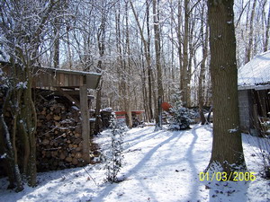 Bouleau_Foret 1